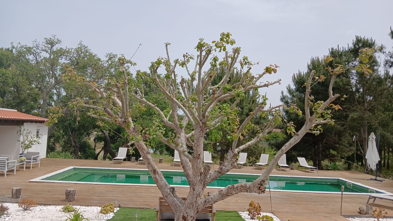 Abril I A Senhora Macieira Seis Meses Depois