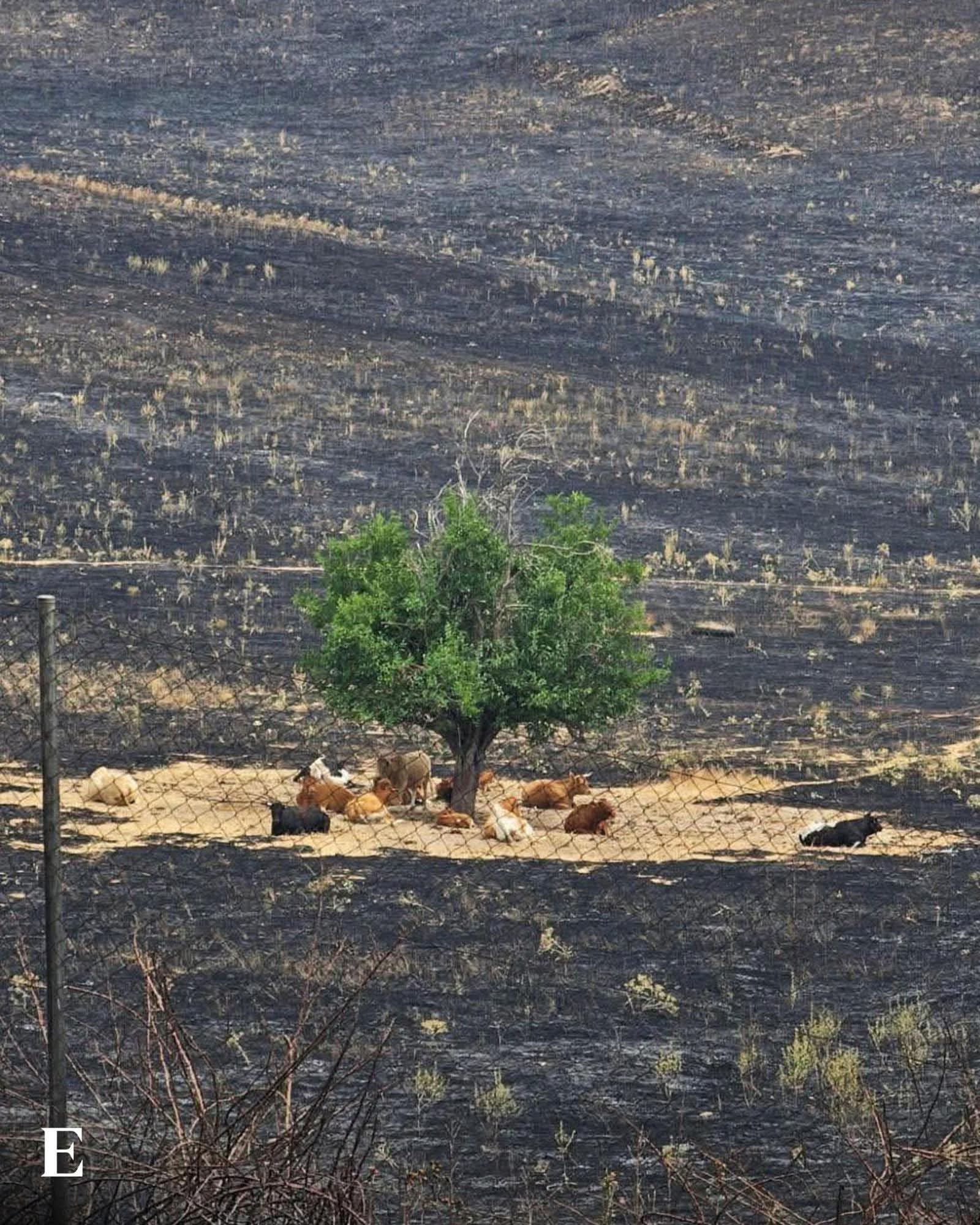 Quando a Terra Arde, a Regeneração Chama…